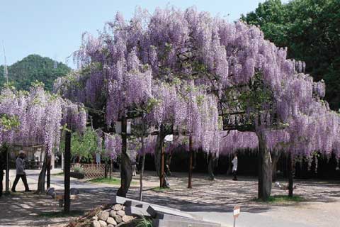 藤公園（和気）